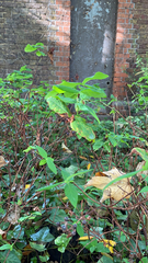 Lonicera dioica