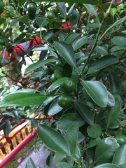 Citrus × microcarpa