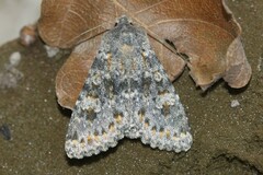 Polymixis rufocincta