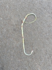 Philothamnus semivariegatus