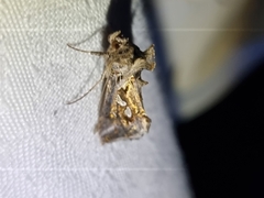 Chrysodeixis argentifera