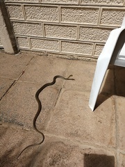 Psammophis brevirostris