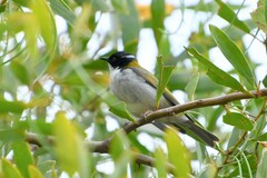 Melithreptus lunatus