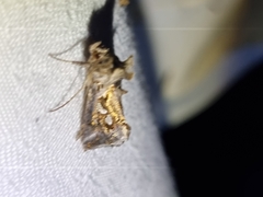 Chrysodeixis argentifera