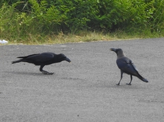 Corvus macrorhynchos