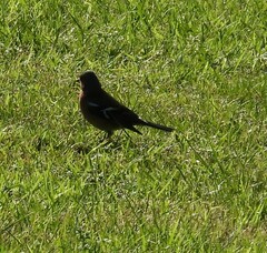 Fringilla coelebs gengleri