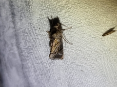 Chrysodeixis argentifera