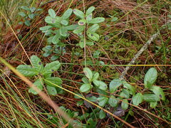 Mycosphaerella stemmatea