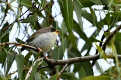 Melithreptus lunatus