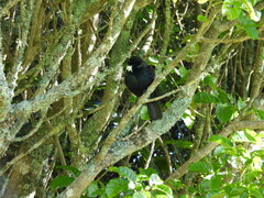 Prosthemadera novaeseelandiae
