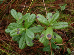 Mycosphaerella stemmatea