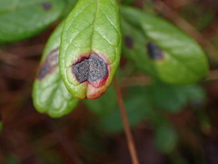 Mycosphaerella stemmatea