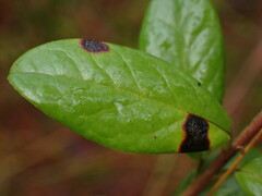 Mycosphaerella stemmatea