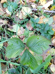 Fragaria × ananassa
