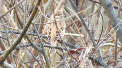 Emberiza leucocephalos