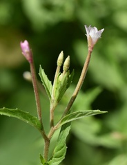 Epilobium adenocaulon