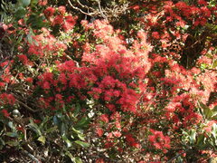 Metrosideros carminea