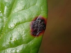 Mycosphaerella stemmatea