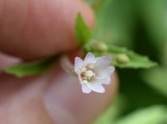 Epilobium adenocaulon
