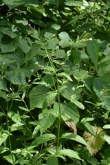Epilobium adenocaulon