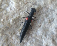 Stenus bifenestratus