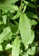 Epilobium adenocaulon