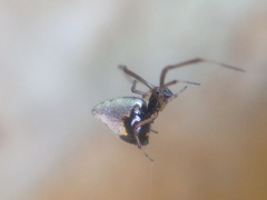 Argyrodes