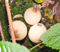 Apioperdon pyriforme