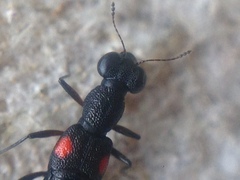 Stenus bifenestratus