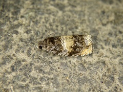 Olethreutes orthocosma