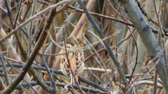 Emberiza leucocephalos