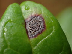 Mycosphaerella stemmatea