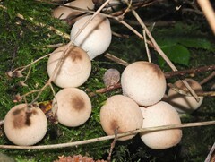 Apioperdon pyriforme