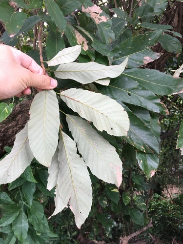 Quercus variabilis iNat (3)
