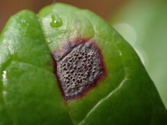 Mycosphaerella stemmatea