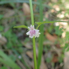Scutellaria humilis
