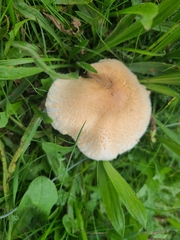 Lepiota oreadiformis