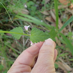 Scutellaria humilis