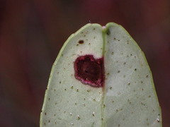 Mycosphaerella stemmatea