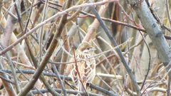Emberiza leucocephalos