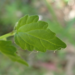 Scutellaria humilis