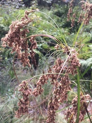 Scirpus atrocinctus