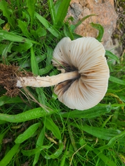 Lepiota oreadiformis