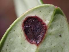 Mycosphaerella stemmatea