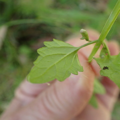 Scutellaria humilis