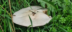 Agaricus arvensis