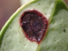 Mycosphaerella stemmatea