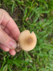 Lepiota oreadiformis