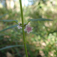 Scutellaria humilis