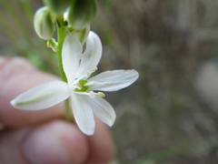 Ornithogalum flexuosum